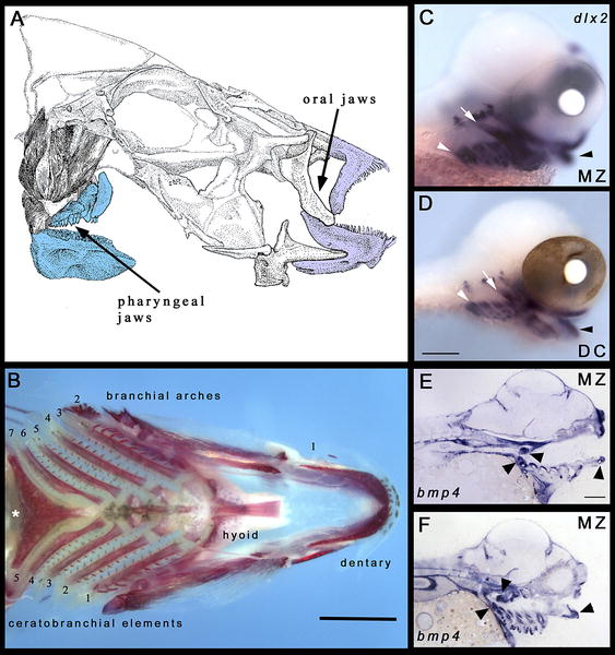 pharyngulus jaws malawi cichlids